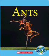 Ants