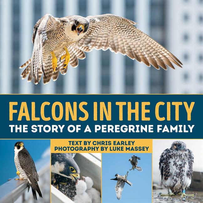 Falcons in the City: The Story of a Peregine Family