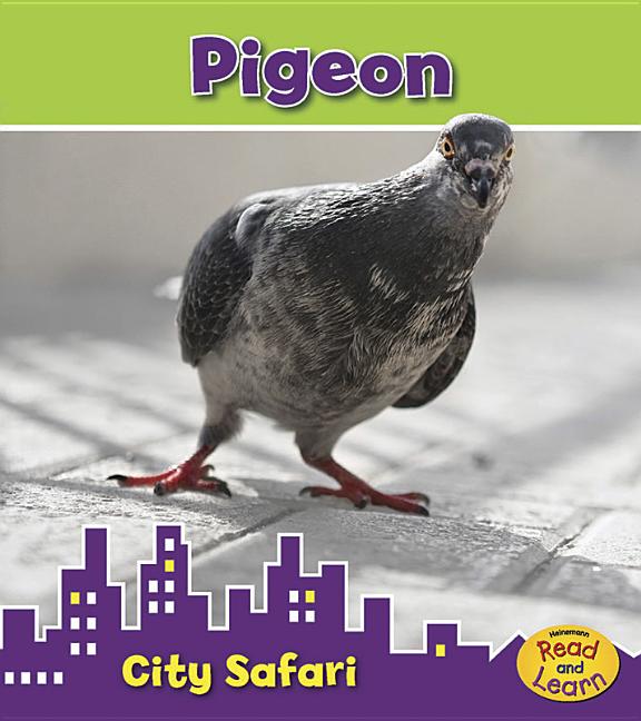 Pigeon