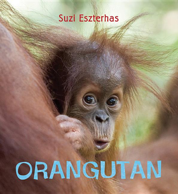 Orangutan