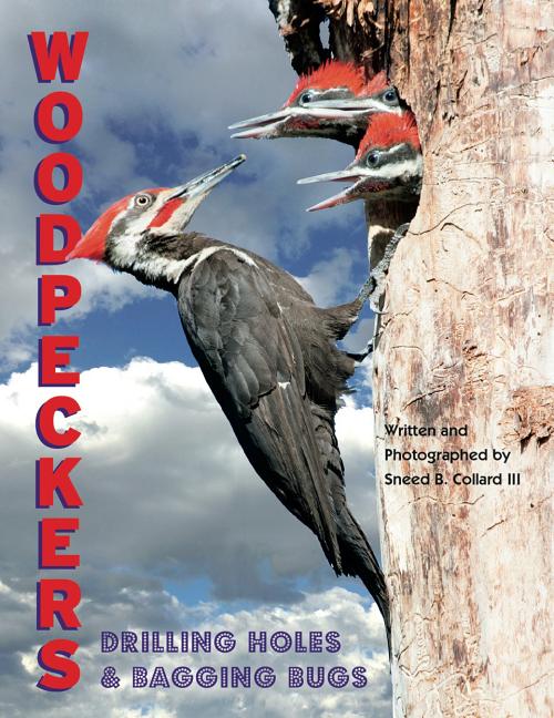 Woodpeckers: Drilling Holes and Bagging Bugs