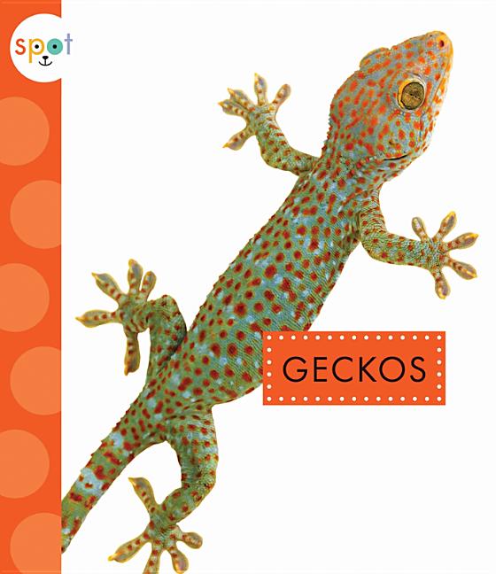 Geckos