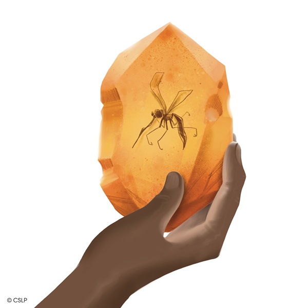 CSLP 2026 Middle Grade Spanish